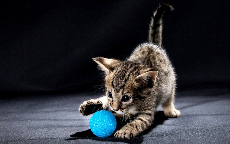 Tabby Kitten Playing — Black, Dramatic