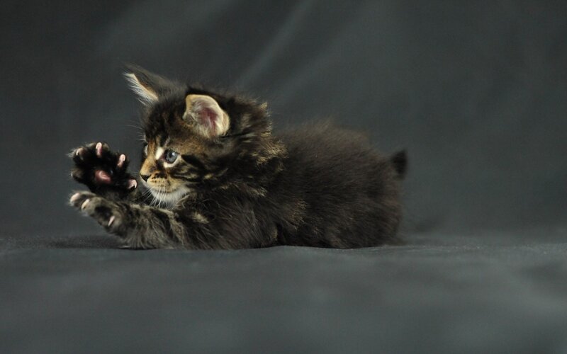 Tabby Kitten Playing — Black, Playful, Photograph