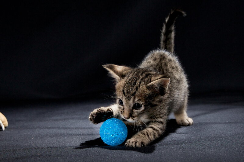 Tabby Kitten Playing — Black, Playful