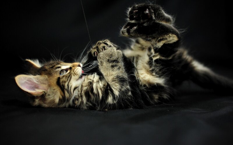Tabby Kitten Playing — Black