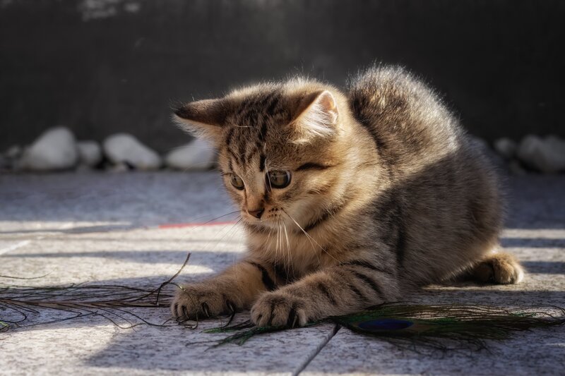 Tabby Kitten Playing — Brown, Calm, Afternoon