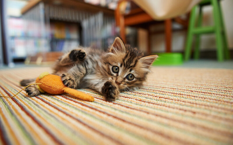 Tabby Kitten Playing — Brown, Playful, Afternoon, Photograph
