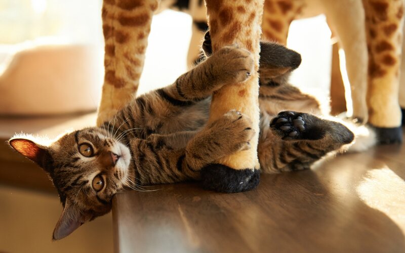 Tabby Kitten Playing — Brown, Playful, Afternoon