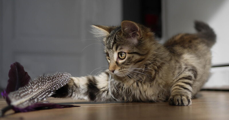 Tabby Kitten Playing — Brown, Playful, Photograph, Feather Toy