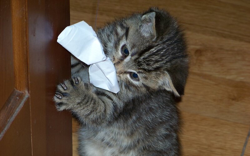 Tabby Kitten Playing — Brown, Playful, Photograph, Paper, Door