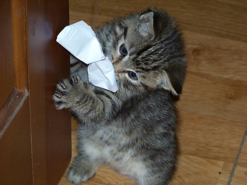 Tabby Kitten Playing — Brown, Playful, Photograph, Paper
