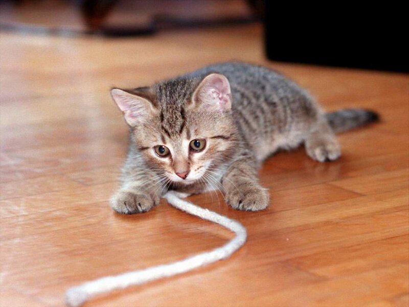Tabby Kitten Playing — Brown, Playful, Photograph, String