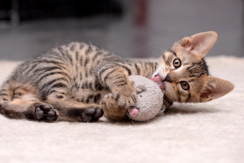 Tabby Kitten Playing — Brown, Playful, Photograph, Stuffed Toy