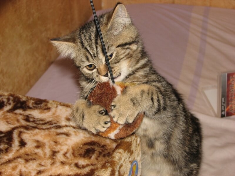 Tabby Kitten Playing — Brown, Playful, Photograph