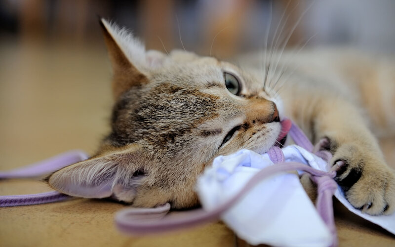 Tabby Kitten Playing — Brown, Playful