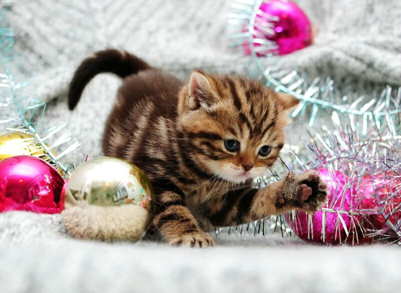 Tabby Kitten Playing — Brown, Playful, Winter, Photograph