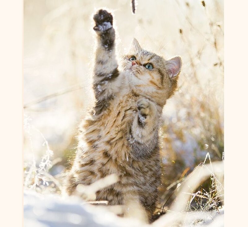 Tabby Kitten Playing — Brown, Playful, Winter