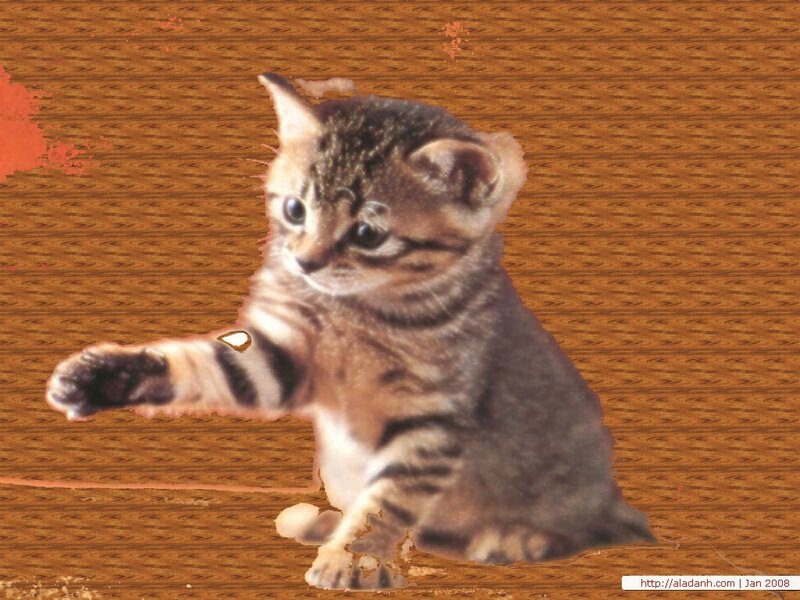 Tabby Kitten Playing — Brown