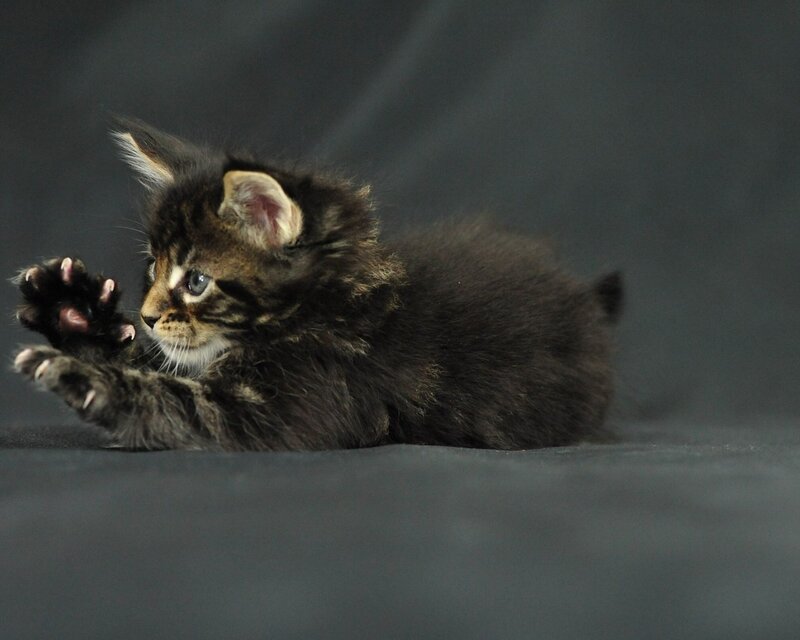 Tabby Kitten Playing — Gray, Playful, Photograph, Paws