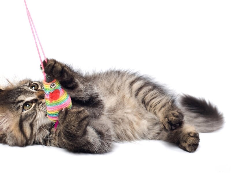 Tabby Kitten Playing — Gray, Playful, Photograph
