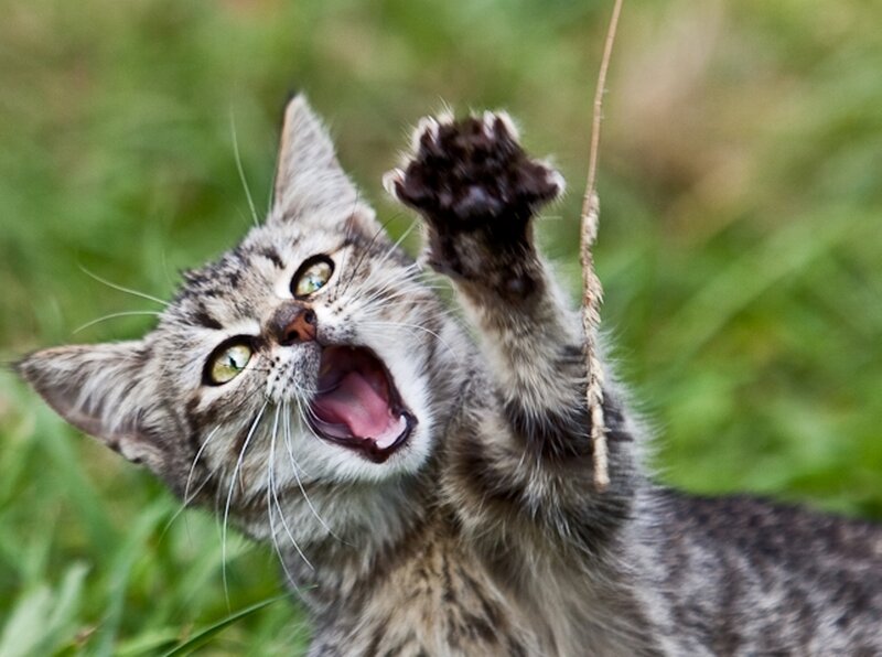 Tabby Kitten Playing — Gray, Playful