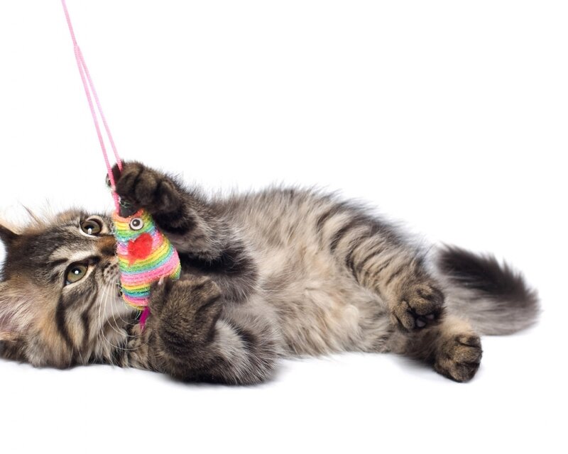 Tabby Kitten Playing — Gray