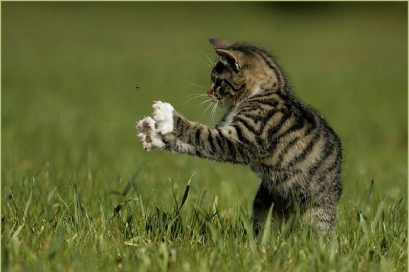 Tabby Kitten Playing — Green, Playful