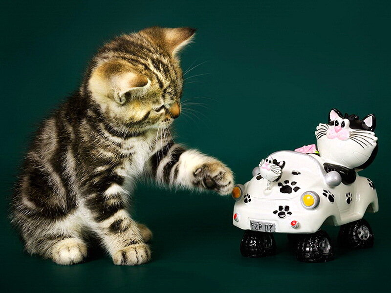 Tabby Kitten Playing — Green