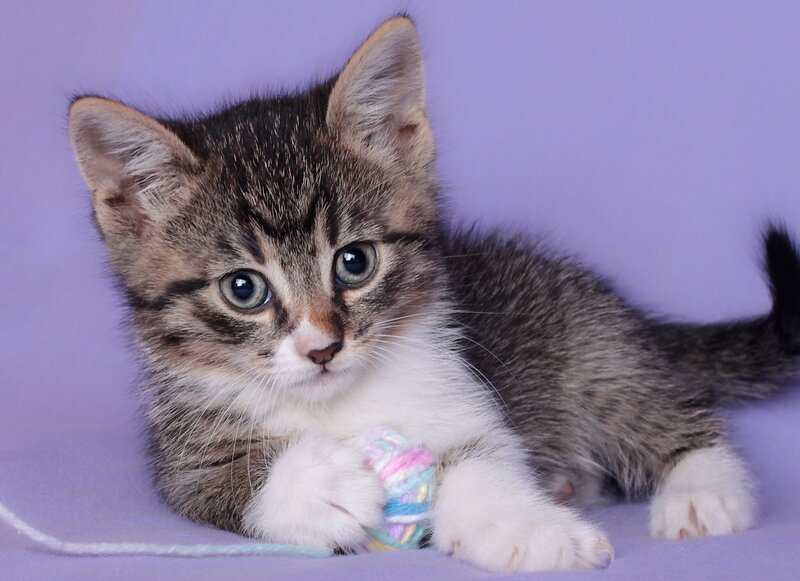 Tabby Kitten Playing — Purple, Playful