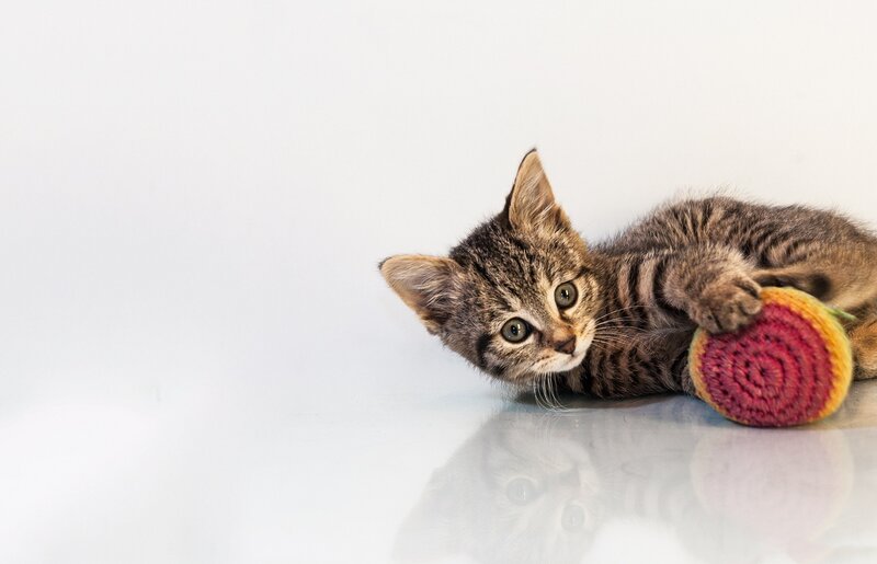Tabby Kitten Playing — White
