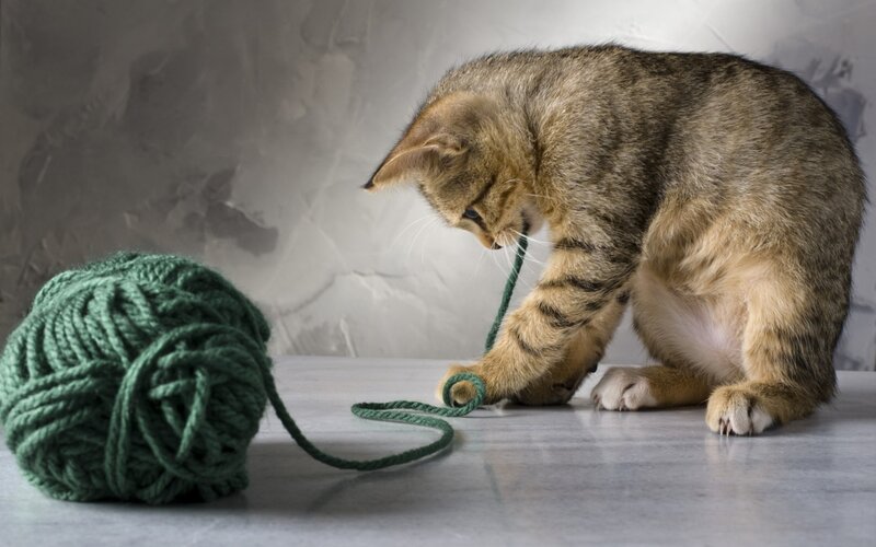 Tabby Kitten Playing with Yarn — Green, Playful