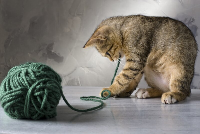 Tabby Kitten Playing with Yarn — Green