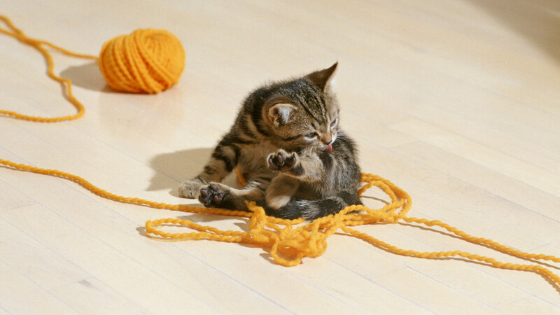 Tabby Kitten Playing with Yarn