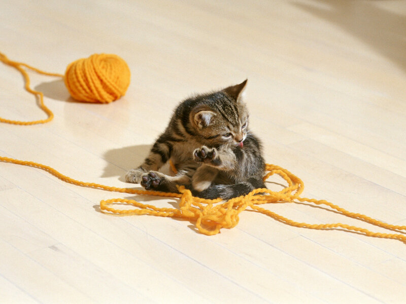 Tabby Kitten Playing — Yellow, Playful, Afternoon, Photograph