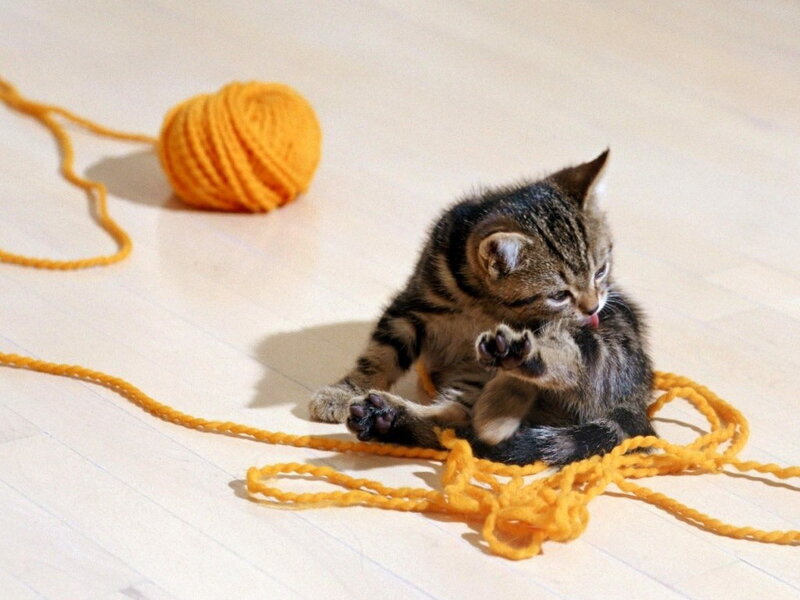 Tabby Kitten Playing — Yellow
