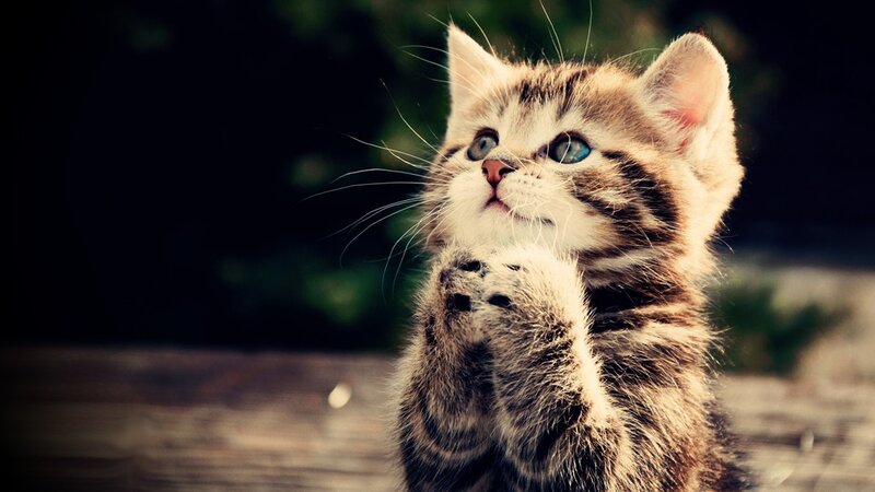 Tabby Kitten Praying — Brown, Curious, Photograph, Paws