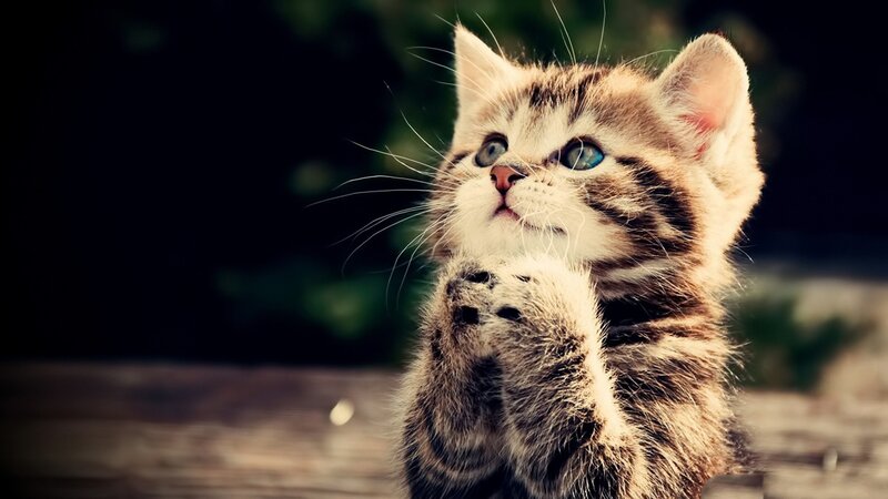 Tabby Kitten Praying — Brown, Curious, Photograph
