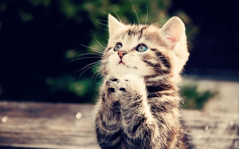 Tabby Kitten Praying — Brown, Innocent, Afternoon, Photograph