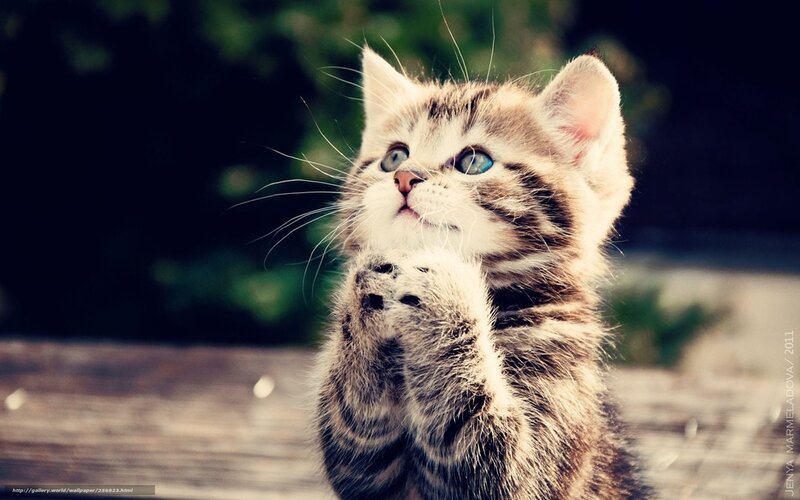 Tabby Kitten Praying — Brown, Innocent, Afternoon