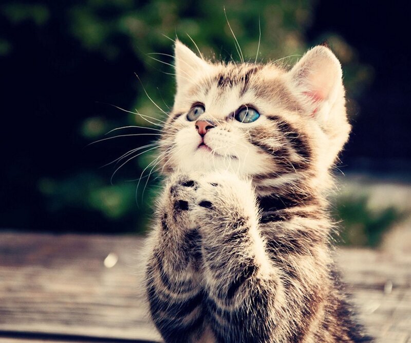 Tabby Kitten Praying — Brown, Innocent