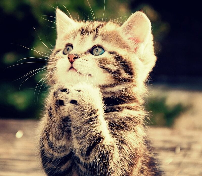 Tabby Kitten Praying — Brown