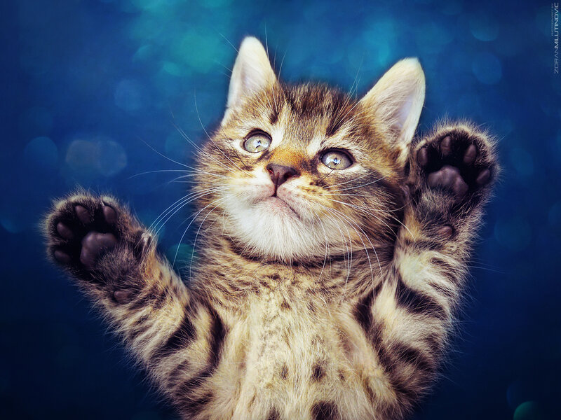 Tabby Kitten Reaching Up — Blue