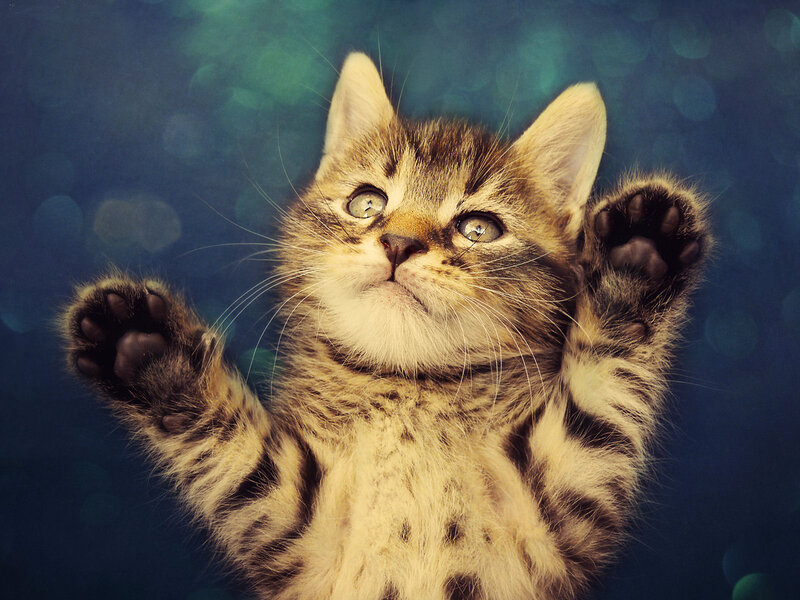 Tabby Kitten Reaching Up
