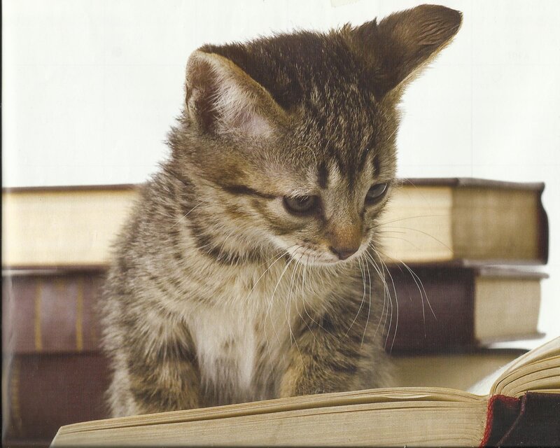 Tabby Kitten Reading Book