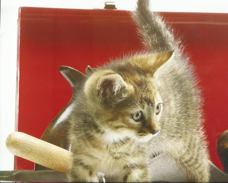 Tabby Kitten — Red, Curious, Photograph