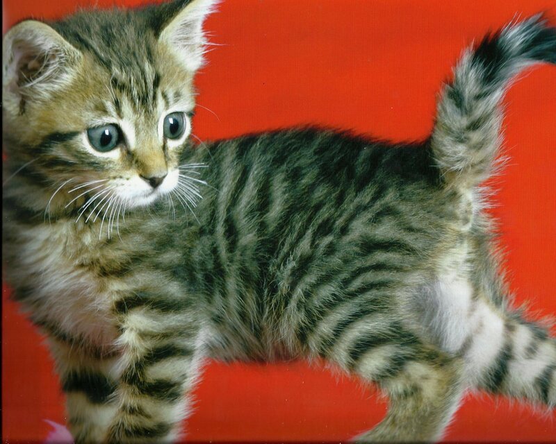 Tabby Kitten — Red, Curious
