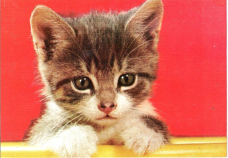 Tabby Kitten — Red