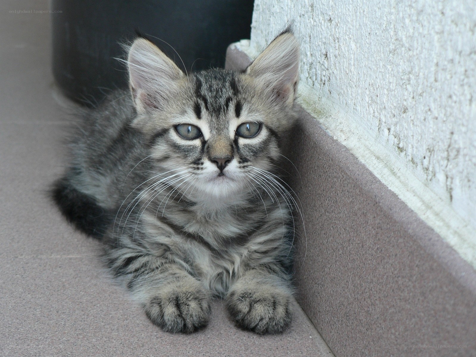 tabby kitten resting