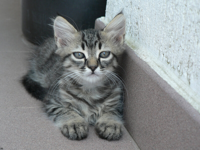 tabby kitten resting