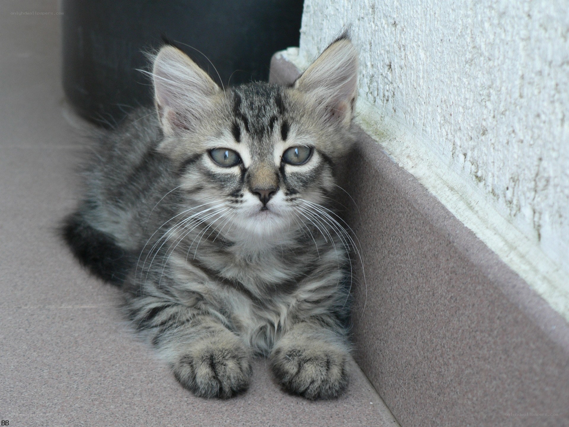 tabby kitten resting