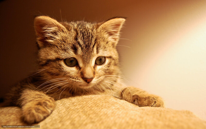 Tabby Kitten Resting — Brown, Calm, Photograph, Cat, Paw