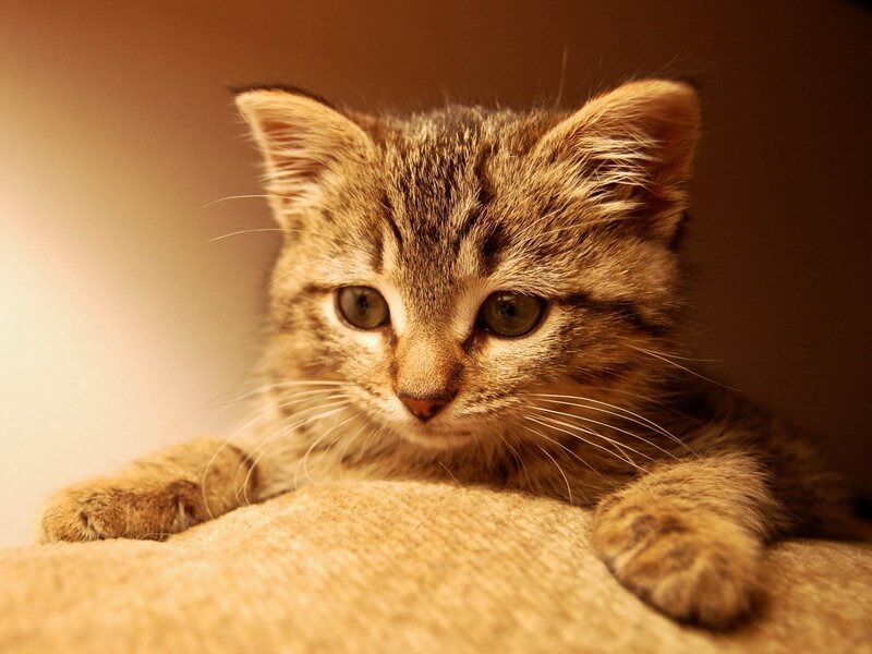 Tabby Kitten Resting — Brown, Calm, Photograph, Cat, Paws