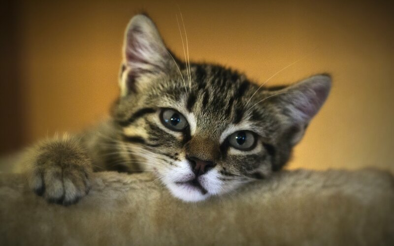 Tabby Kitten Resting — Brown, Calm, Photograph, Cat
