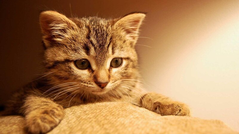 Tabby Kitten Resting — Brown, Calm, Photograph