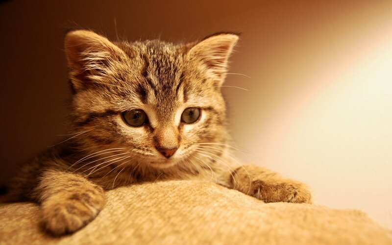 Tabby Kitten Resting — Brown